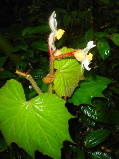 Begonia villifolia, photographed by Eugene Popov