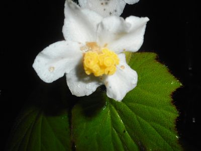 Begonia villifolia, photographed by Eugene Popov