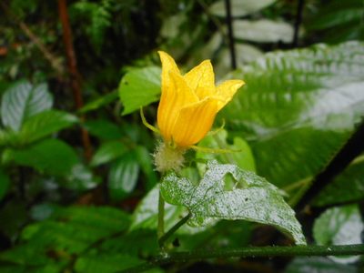 Thladiantha angustisepala, photographed by Eugene Popov