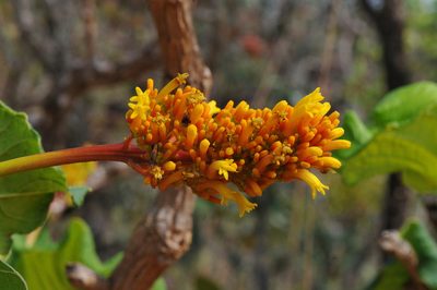 Palicourea rigida, photographed by Todd Boland