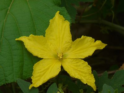 Momordica dioica, photographed by Dinesh Valke