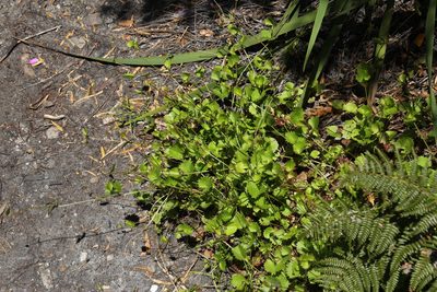 Centella callioda, photographed by Tony Rebelo