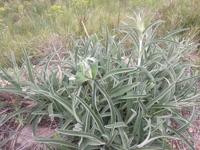 Phlomis lychnitis, photographed by José Antonio León Mangado