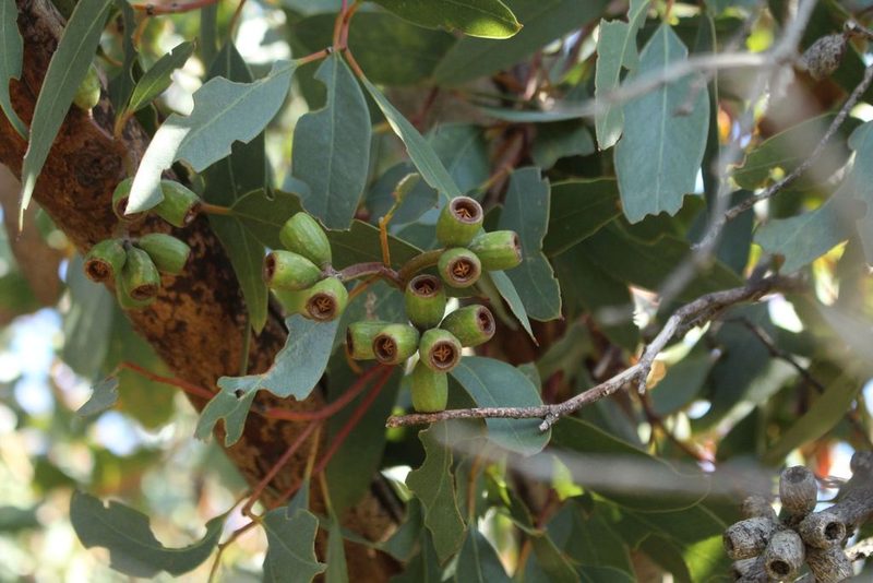 Eucalyptus angulosa, photographed by Em Lamond