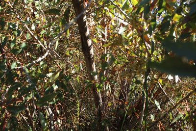 Eucalyptus angulosa, photographed by Em Lamond
