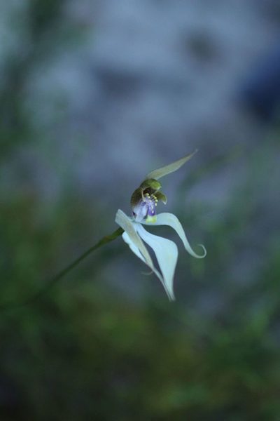 Praecoxanthus aphyllus, photographed by Em Lamond