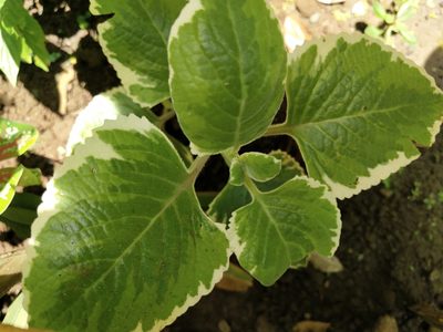 Coleus amboinicus, photographed by Greg III Espera