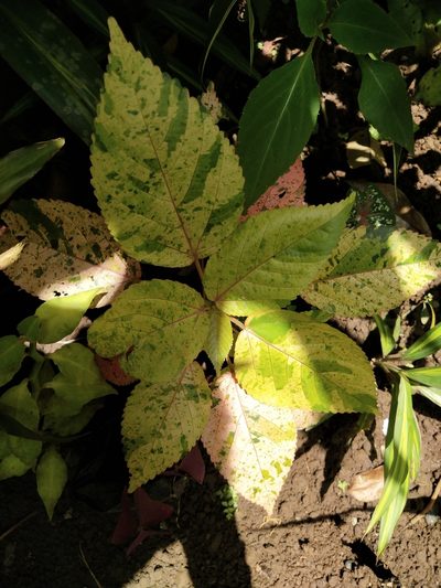 Acalypha wilkesiana, photographed by Greg III Espera