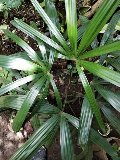 Rhapis excelsa, photographed by Greg III Espera