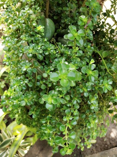 Pilea depressa, photographed by Greg III Espera