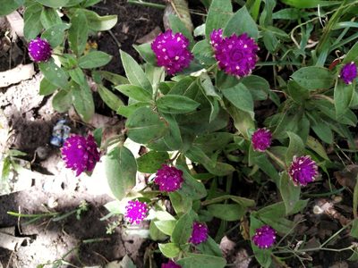 Gomphrena globosa, photographed by Greg III Espera