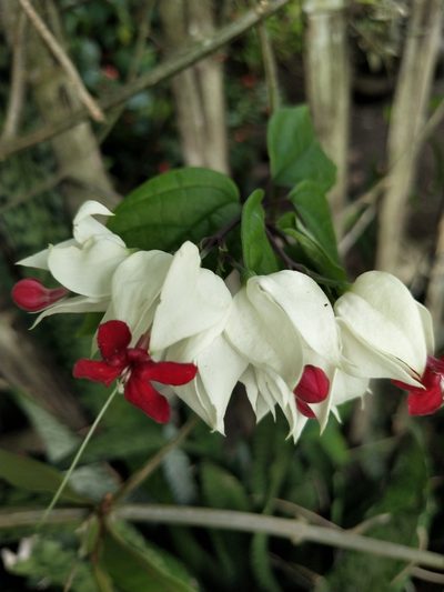Clerodendrum thomsoniae, photographed by Greg III Espera