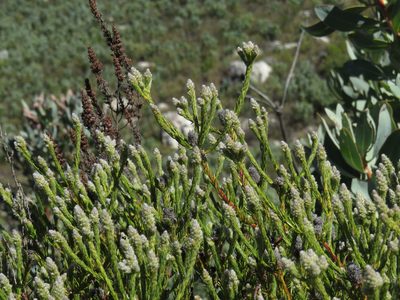 Phylica cylindrica, photographed by Jeremy Gilmore