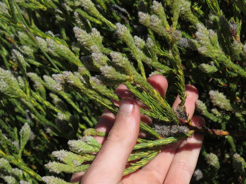 Phylica cylindrica, photographed by Jeremy Gilmore
