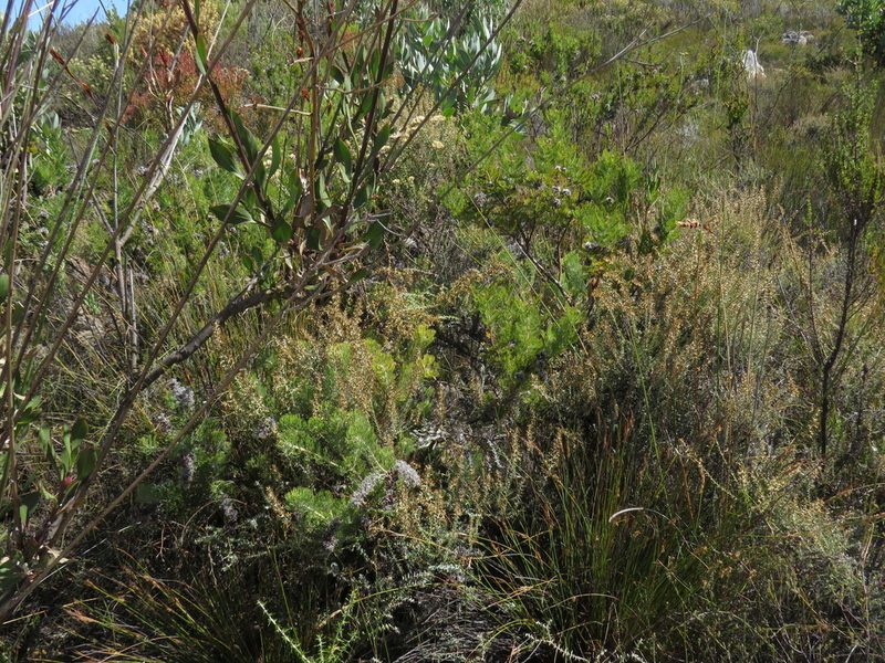 Serruria pedunculata, photographed by Jeremy Gilmore