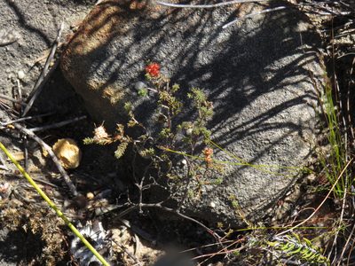 Macrostylis ramulosa, photographed by Jeremy Gilmore