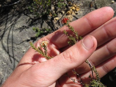 Macrostylis ramulosa, photographed by Jeremy Gilmore