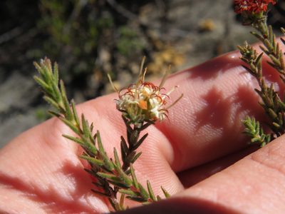 Macrostylis ramulosa, photographed by Jeremy Gilmore