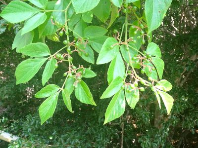 Cissus erosa, photographed by Francisco Farriols Sarabia