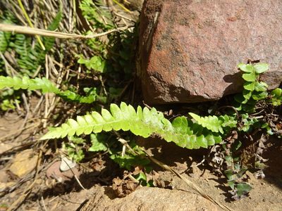 Blechnum australe, photographed by Paul Hoekman