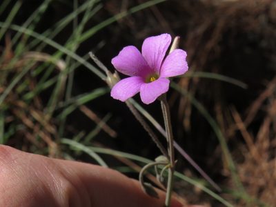 Oxalis livida, photographed by Jeremy Gilmore