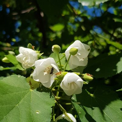 Dombeya tiliacea, photographed by Margaret Burger