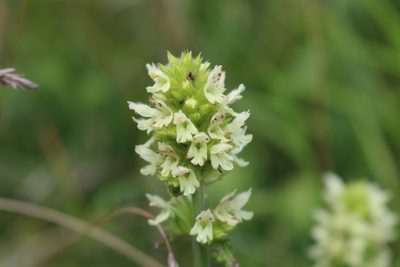 Betonica alopecuros, photographed by David Sandler