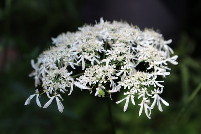 Heracleum austriacum, photographed by David Sandler