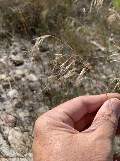 Aristida diffusa, photographed by Dave Richardson