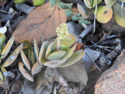 Crassula globularioides, photographed by Matthew Fainman