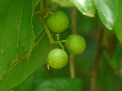 Ziziphus xylopyrus, photographed by Dinesh Valke