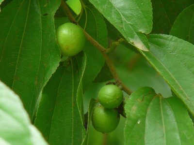 Ziziphus xylopyrus, photographed by Dinesh Valke