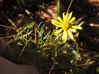 Ursinia nana, photographed by Matthew Fainman