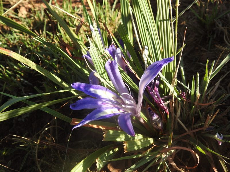 Babiana bainesii, photographed by Matthew Fainman