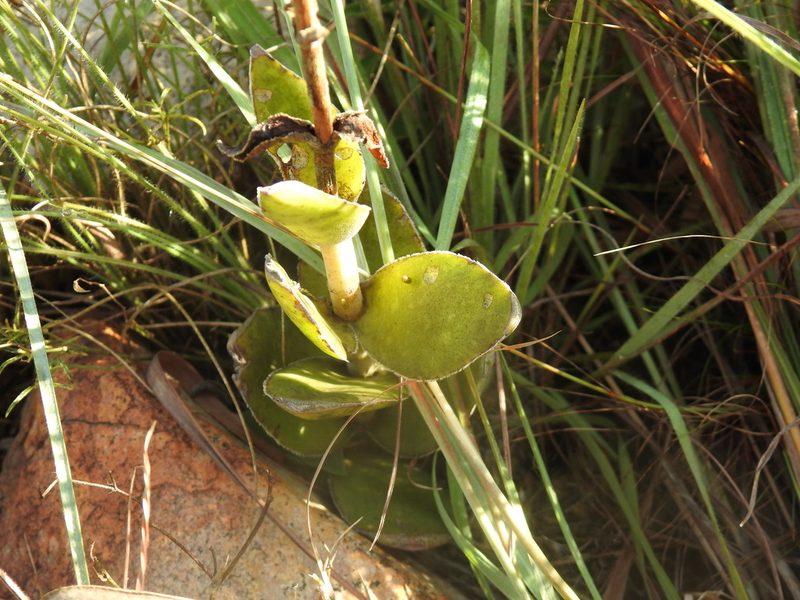 Crassula nodulosa, photographed by Matthew Fainman
