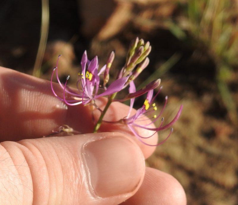Cleome maculata, photographed by Matthew Fainman