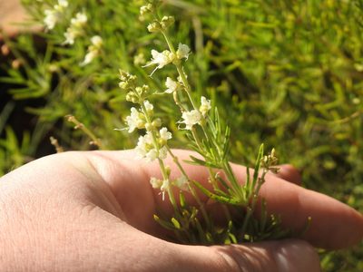 Teucrium trifidum, photographed by Matthew Fainman