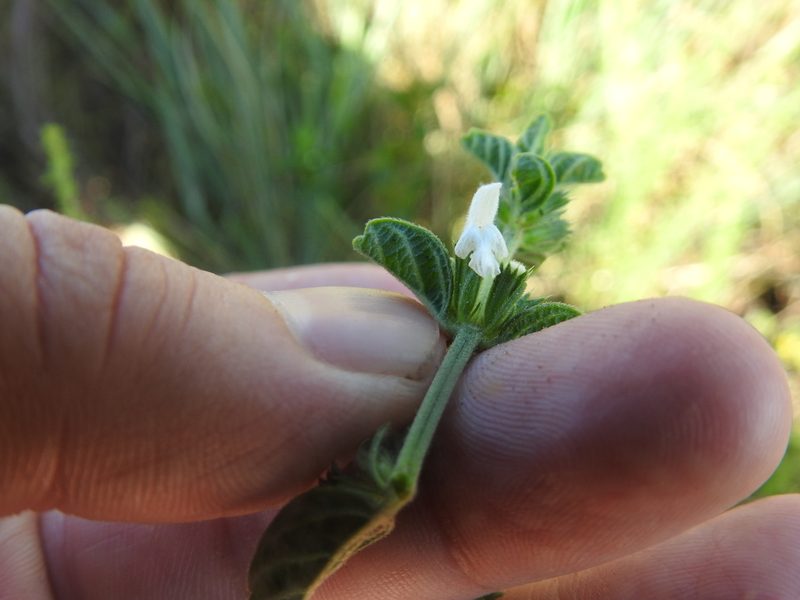 Acrotome hispida, photographed by Matthew Fainman