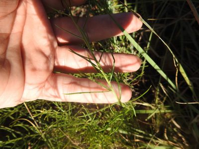 Hebenstretia comosa, photographed by Matthew Fainman