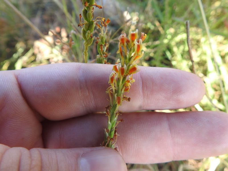 Hebenstretia comosa, photographed by Matthew Fainman