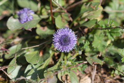 Globularia vulgaris, photographed by Thomas Galewski