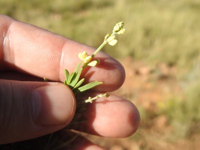 Ocimum angustifolium, photographed by Matthew Fainman