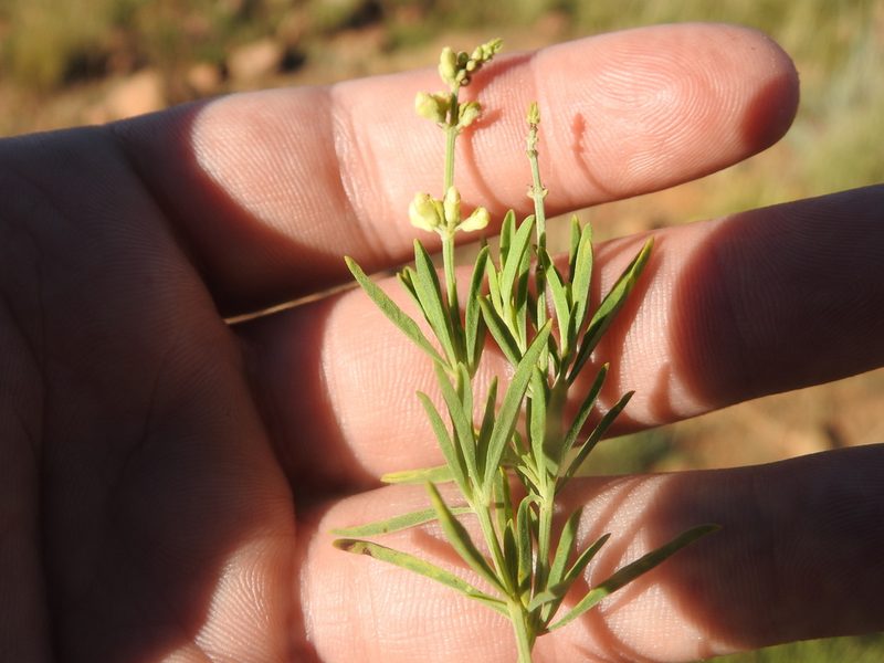 Ocimum angustifolium, photographed by Matthew Fainman