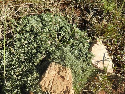 Helichrysum cerastoides, photographed by Matthew Fainman