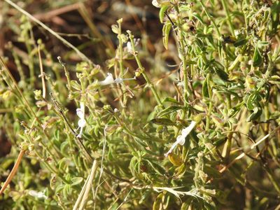 Syncolostemon pretoriae, photographed by Matthew Fainman