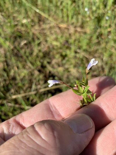 Lindernia parviflora, photographed by Dave Richardson