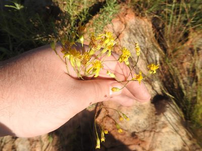 Senecio venosus, photographed by Matthew Fainman