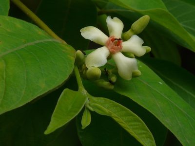 Wrightia arborea, photographed by Dinesh Valke