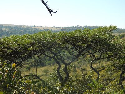 Burkea africana, photographed by Matthew Fainman