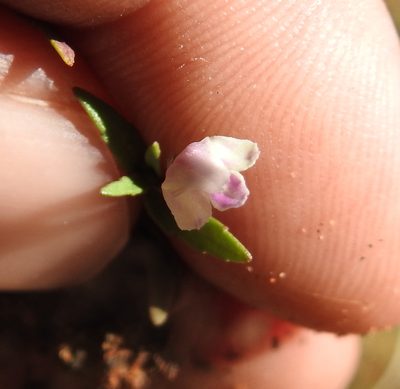 Linderniella nana, photographed by Matthew Fainman